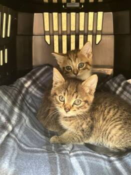 A798794 -  Domestic Short Hair Cat for Adoption in Louisville, Kentucky - A798794 | PetCurious