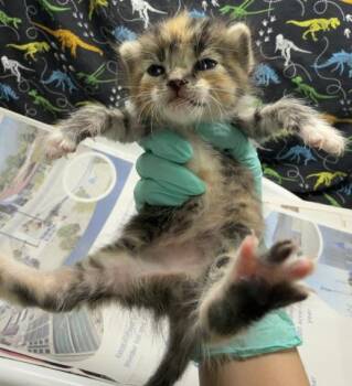 CINNAMON -  Domestic Short Hair Cat for Adoption in Riverside, California - CINNAMON | PetCurious