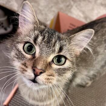 Sundae -  Domestic Medium Hair Cat for Adoption in Rochester, Minnesota - Sundae | PetCurious