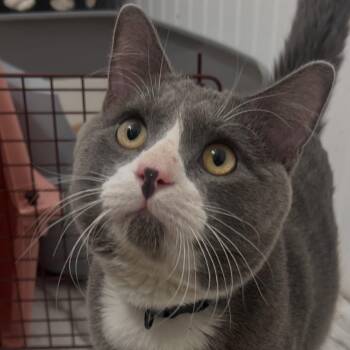 Domestic Short Hair Cats Available for Adoption in Rochester, Minnesota - Rhodes | PetCurious