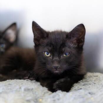 Domestic Short Hair Cats Available for Adoption - Cheshire | PetCurious