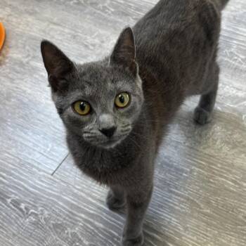 Iris -  Domestic Short Hair Cat for Adoption in Ridgely, Maryland - Iris | PetCurious