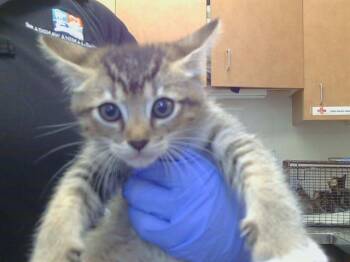 A929095 -  Domestic Short Hair Cat for Adoption in Sacramento, California - A929095 | PetCurious