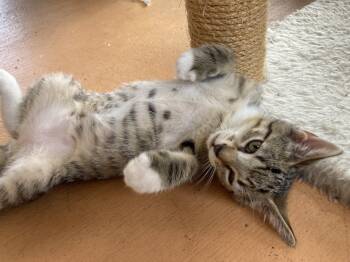 Rescue Domestic Short Hair Cats for Adoption in Bonita Springs, Florida - Pistachio | PetCurious