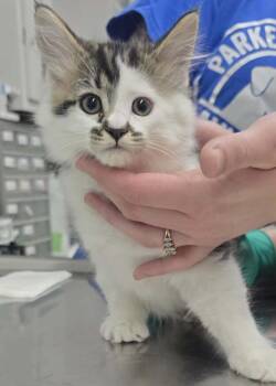 Domestic Long Hair Cats Available for Adoption in Hillsdale, Indiana - Simba | PetCurious
