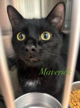 Maverick -  Domestic Short Hair Cat for Adoption in Cambridge, Maryland - Maverick | PetCurious