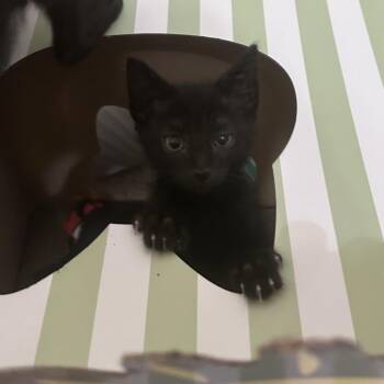 Douglas -  Domestic Short Hair Cat Available for Adoption in Prosper, Texas - Douglas | PetCurious