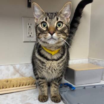 TUSC-Stray-86016 -  Domestic Short Hair Cat for Adoption in Tuscaloosa, Alabama - TUSC-Stray-86016 | PetCurious
