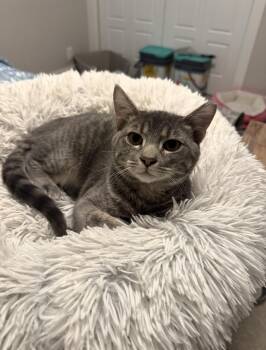 Greyson -  Domestic Short Hair Cat for Adoption in Lincoln, Nebraska - Greyson | PetCurious