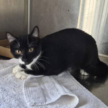 Tonton -  Domestic Short Hair Cat for Adoption in Natick, Massachusetts - Tonton | PetCurious