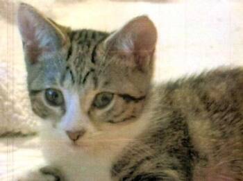 Starsky -  Domestic Short Hair Cat for Adoption in Dayton, Minnesota - Starsky | PetCurious