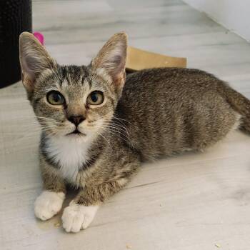 Biscuit -  Domestic Short Hair Cat for Adoption in Pompano Beach, Florida - Biscuit | PetCurious