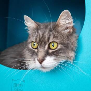 Gracie -  Domestic Medium Hair Cat for Adoption in Baltimore, Maryland - Gracie | PetCurious