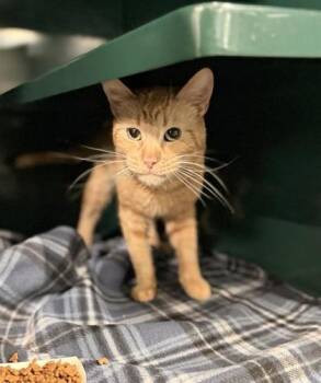 Rey -  Domestic Medium Hair Cat for Adoption in El Paso, Texas - Rey | PetCurious