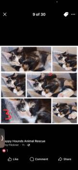 Rescue Domestic Short Hair Cats for Adoption in Mustang, Oklahoma - Mary | PetCurious