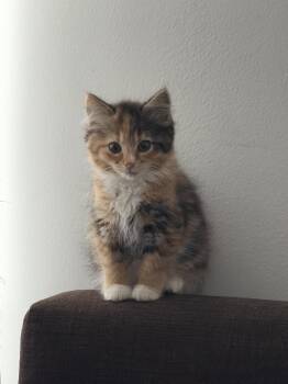 Marie -  Domestic Medium Hair Cat for Adoption in Herndon, Virginia - Marie | PetCurious
