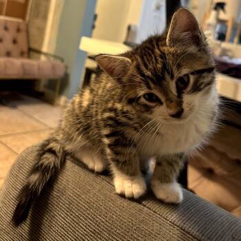 Mackerel -  Domestic Short Hair Cat for Adoption in Los Angeles, California - Mackerel | PetCurious