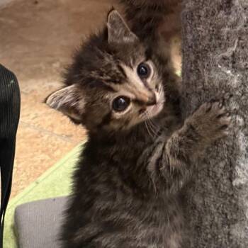 Domestic Short Hair Cats Available for Adoption in Cedaredge, Colorado - River | PetCurious