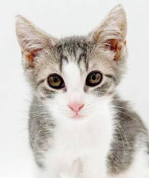 Demi is our handsome darling doll boy - OLD ENOUGH TO GO SOLO -  Turkish Van and Ragdoll Cat for Adoption in Bedford Hills, New York - Demi Is Our Handsome Darling Doll Boy - OLD ENOUGH TO GO SOLO | PetCurious