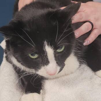 Domestic Short Hair Cats Available for Adoption in Vineland, New Jersey - Little Bit | PetCurious