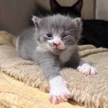 Domestic Short Hair Cats Available for Adoption in Asheville, North Carolina - Muffin | PetCurious