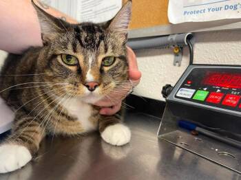 Chum -  Domestic Short Hair Cat for Adoption in Bolivar, Missouri - Chum | PetCurious