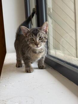 Spice -  Domestic Short Hair Cat for Adoption in Findlay, Ohio - Spice | PetCurious