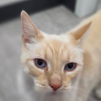 Butters -  Domestic Short Hair Cat for Adoption in Muncie, Indiana - Butters | PetCurious