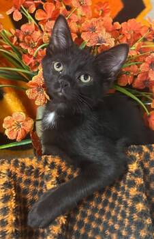 5/1/26 Altuve -  Domestic Short Hair Cat for Adoption in Stillwater, Oklahoma - 5/1/26 Altuve | PetCurious