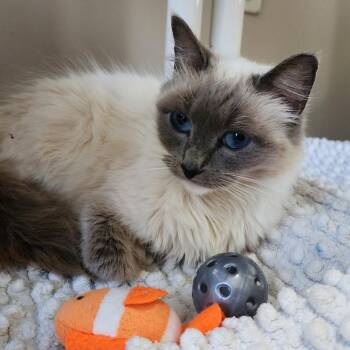 Cali -  Domestic Long Hair Cat for Adoption in Columbus, North Carolina - Cali | PetCurious