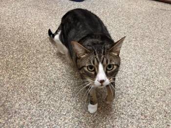 CLARENCE -  Domestic Short Hair Cat for Adoption in Colorado Springs, Colorado - CLARENCE | PetCurious