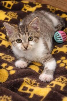 Domestic Short Hair Cats Available for Adoption - Leo | PetCurious