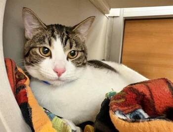 Domestic Medium Hair Cats Available for Adoption in Brentwood, Missouri - BRUNO MARS | PetCurious