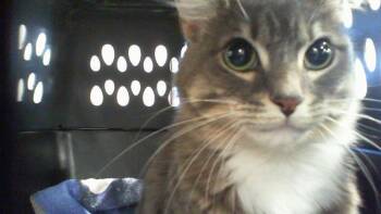 MICHI -  Domestic Medium Hair Cat for Adoption in Charlotte, North Carolina - MICHI | PetCurious