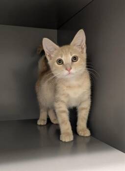 RHINE -  Domestic Short Hair Cat for Adoption in Leesburg, Virginia - RHINE | PetCurious