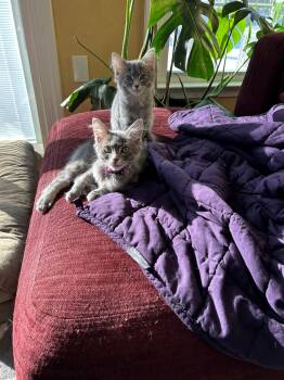 Domestic Medium Hair Cats Available for Adoption - Chicken And Noodle: The Ultimate Comfort Duo | PetCurious