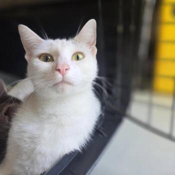 Anne -  Domestic Short Hair Cat for Adoption in Houston, Texas - Anne | PetCurious