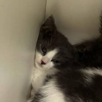 Navy -  Domestic Short Hair Cat for Adoption in Jeffersonville, Indiana - Navy | PetCurious