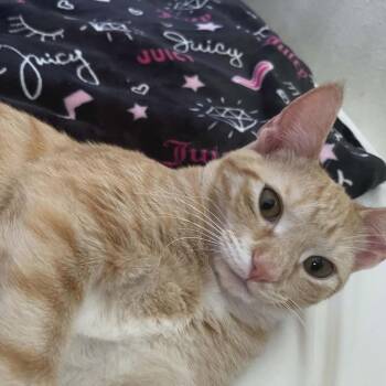 American Shorthair Cats Available for Adoption - Chia | PetCurious
