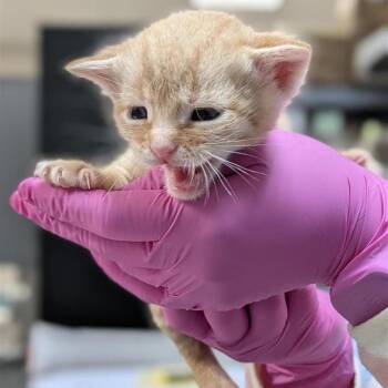 Toulouse -  Domestic Short Hair Cat for Adoption in Houston, Texas - Toulouse | PetCurious