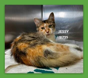 JESSY -  Domestic Medium Hair Cat for Adoption in Marietta, Georgia - JESSY | PetCurious