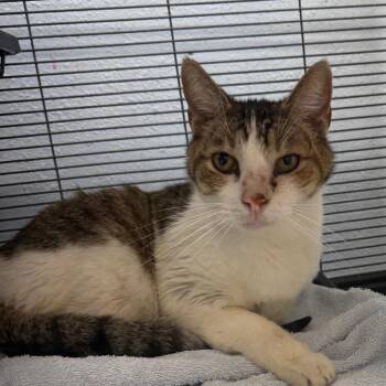 Domestic Short Hair Cats Available for Adoption in Desert Hot Springs, California - Loki | PetCurious