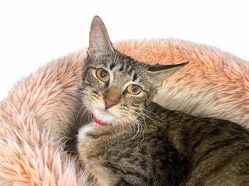 NIKKI -  Domestic Short Hair Cat for Adoption in Fort Lauderdale, Florida - NIKKI | PetCurious