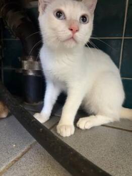 Zara Larson -  Domestic Short Hair Cat for Adoption in Honolulu, Hawaii - Zara Larson | PetCurious