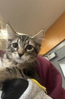 Bart -  Domestic Medium Hair Cat for Adoption in Wichita, Kansas - Bart | PetCurious