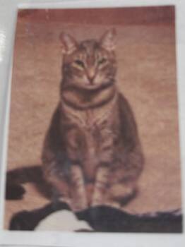 Rescue Domestic Short Hair Cats for Adoption in Hardeeville, South Carolina - Simon | PetCurious