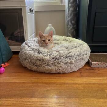 Darwin -  Domestic Short Hair Cat for Adoption in Mebane, North Carolina - Darwin | PetCurious