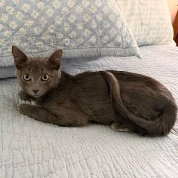 Henry -  Domestic Short Hair Cat for Adoption in Jupiter, Florida - Henry | PetCurious