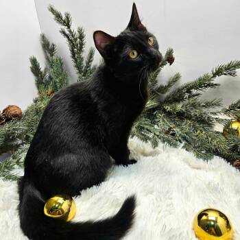 Domestic Short Hair Cats Available for Adoption - Silas | PetCurious