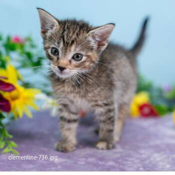 Clementine -  Domestic Short Hair Cat for Adoption in Durham, North Carolina - Clementine | PetCurious